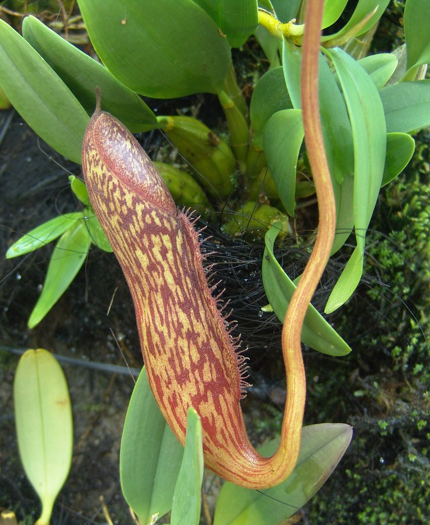 Pitcher Plant Singapore Botanical Garden Drew Avery Flickr