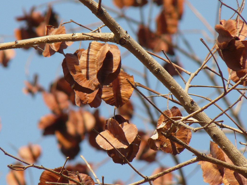 Terminalia elliptica Willd. Combretaceae (rangoon creeper … Flickr