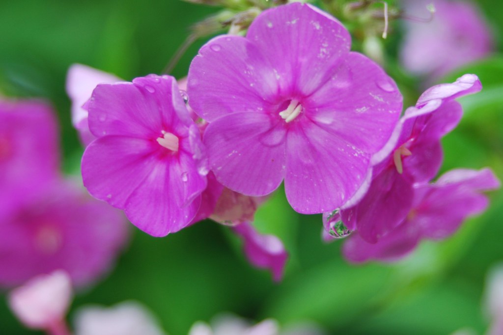 phlox zenia Flickr