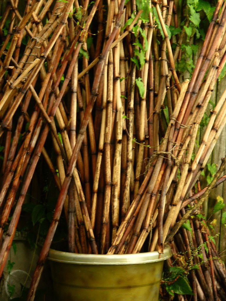 Dried Japanese Knotweed Anne Gareis Flickr