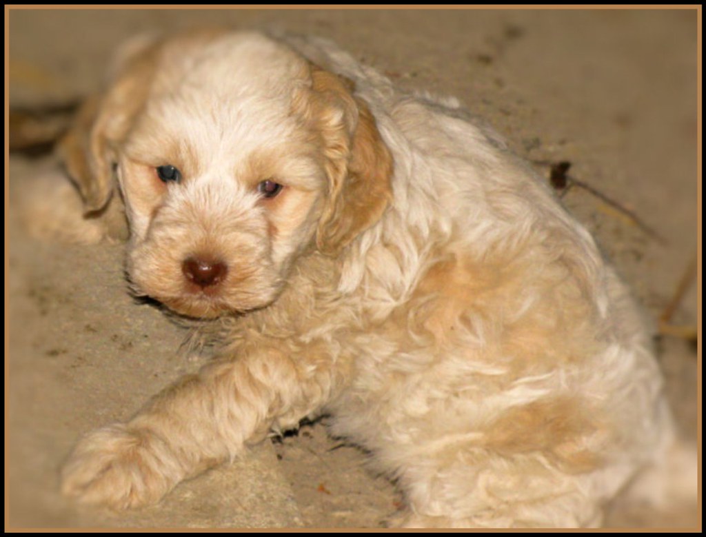 SUPER CUCCIOLO GIANLORIS CRESTI Flickr