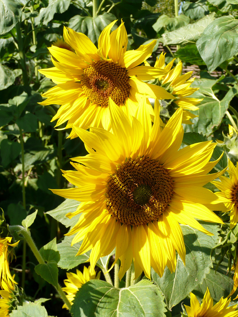 Sunflowers Sunflowers, RHS Hyde Hall, near Chelmsford, Ess… SONICA Photography Flickr