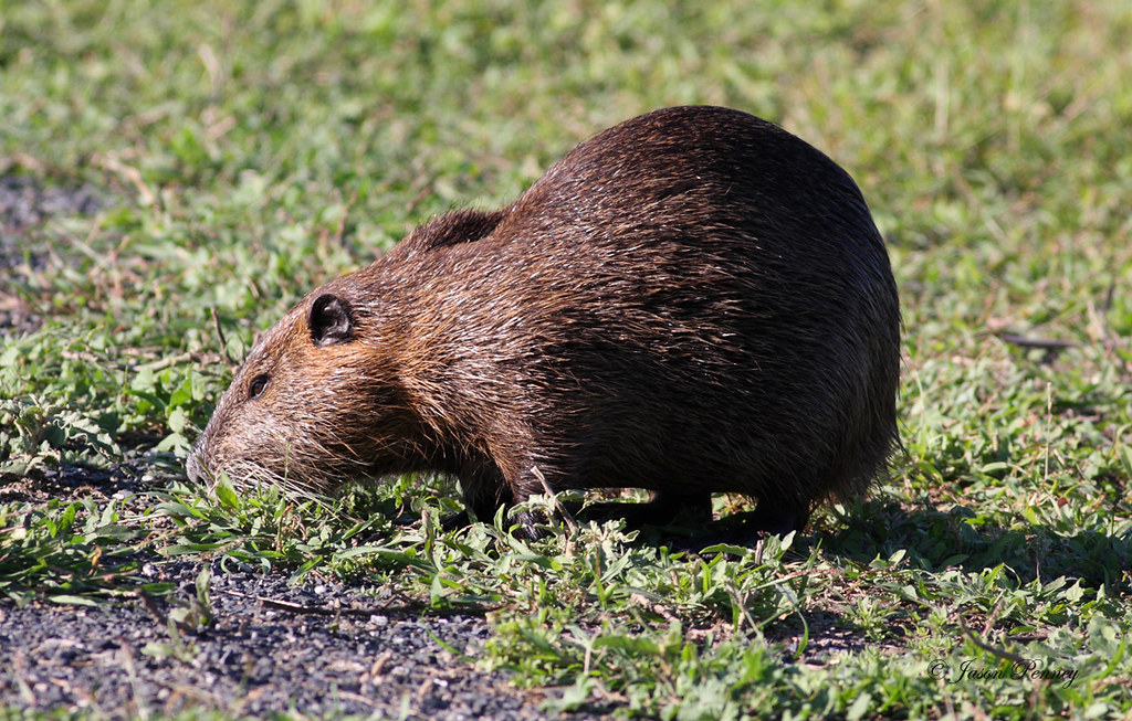 Texas sized Rat... AKA coypu, or nutria (Myocastor coypus)… Jason