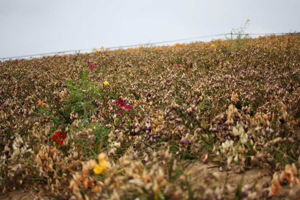 Dead flower field jakitu Flickr