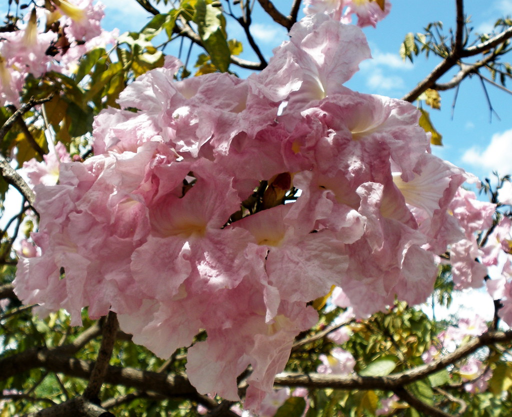Flor de guayacán rosado / Flowers of pink Tabebuia a photo on Flickriver