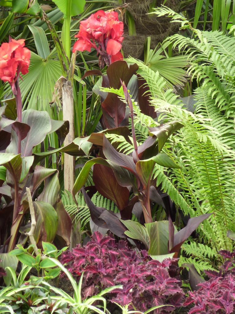 The Tropical Flower Bed 4 The tropical flower bed Wadd… Flickr