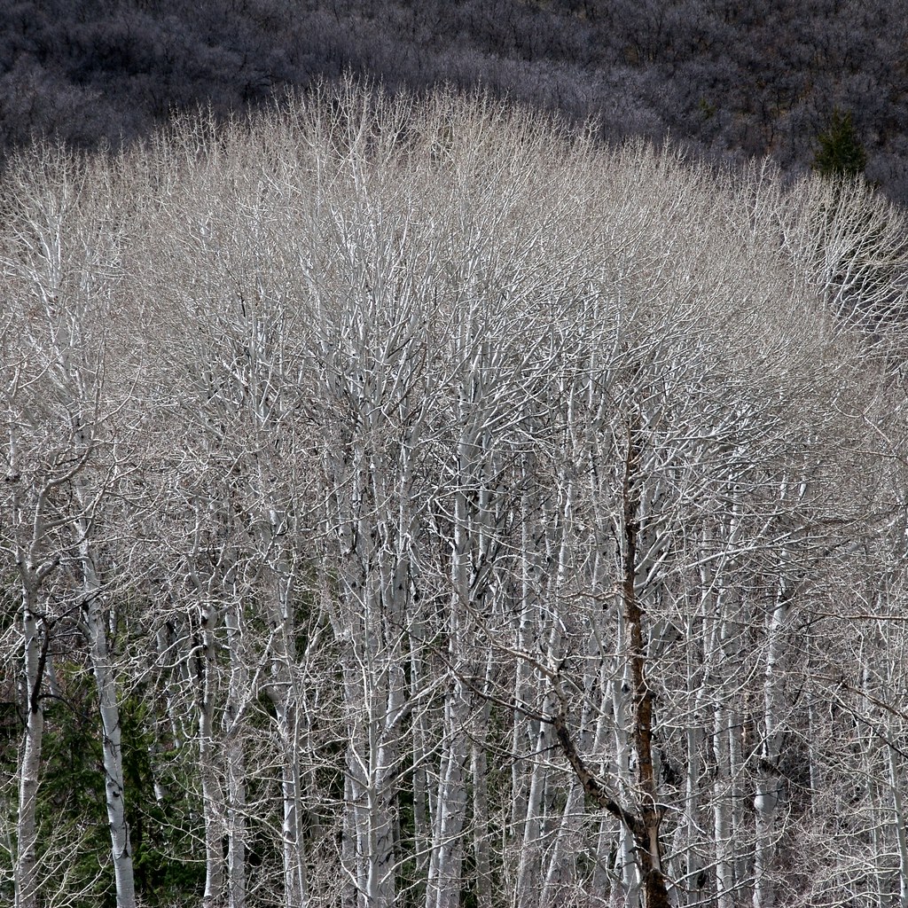La Salle Mountains, Utah, White Birch Trees Chase and I we… Flickr