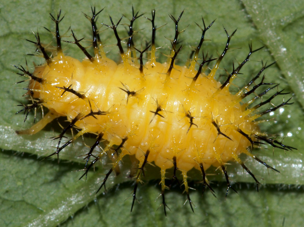 Epilachna borealis Squash Lady Beetle on garden vegetabl… Flickr