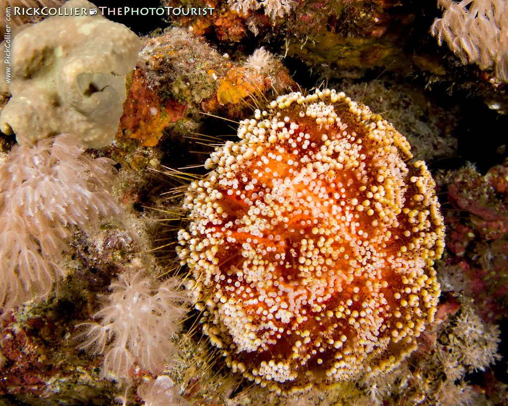 Pincushion Red Sea, Egypt A pincushion sea urchin hunts… Flickr
