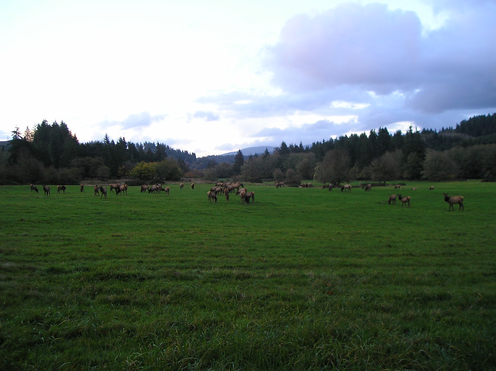 Jewel Meadows Wildlife Refuge Roosevelt Elk at the Jewel M… Flickr
