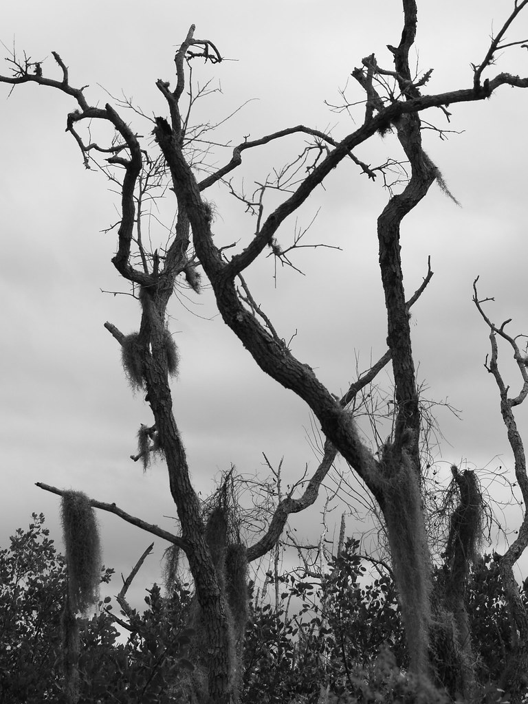 Jensen Beach Scenes from nature walk at Oceanographic Inst… Flickr
