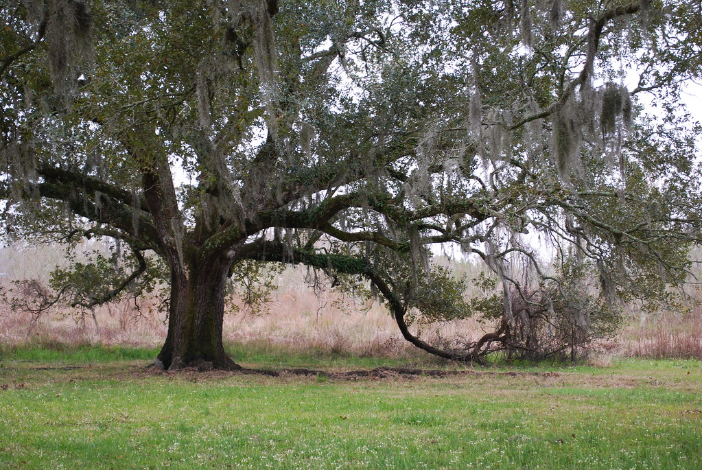 Castle at Mermentau, Louisiana Jodie LeJeune Flickr