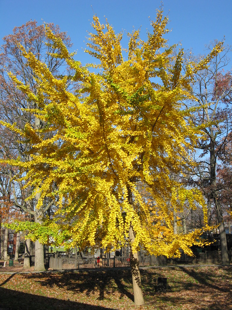 Ginkgo Maidenhair Tree Ginko biloba = Ginkgo Flickr