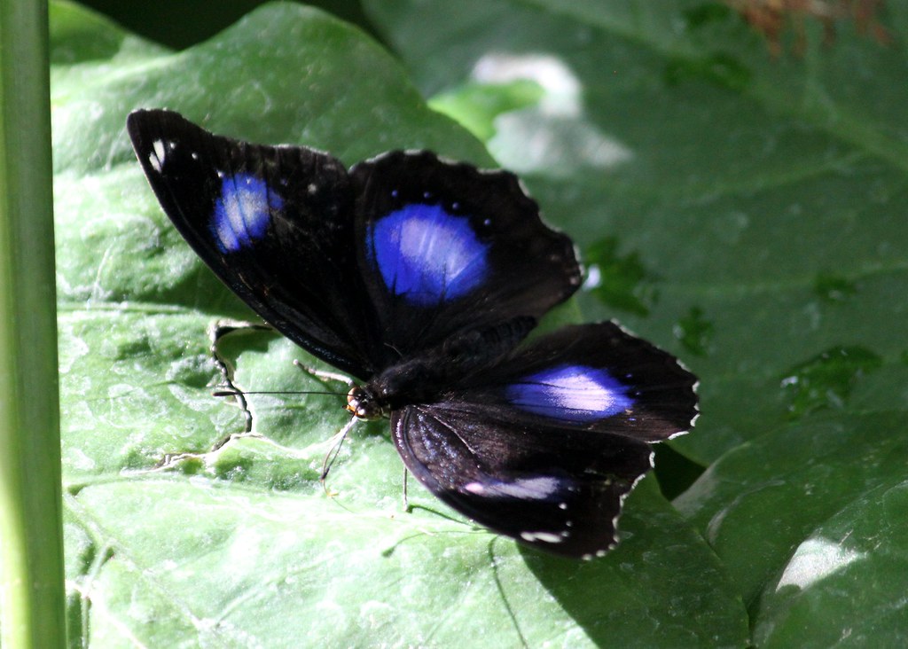 Blue Moon Butterfly (Hypolimnas bolina) That_Bee Flickr