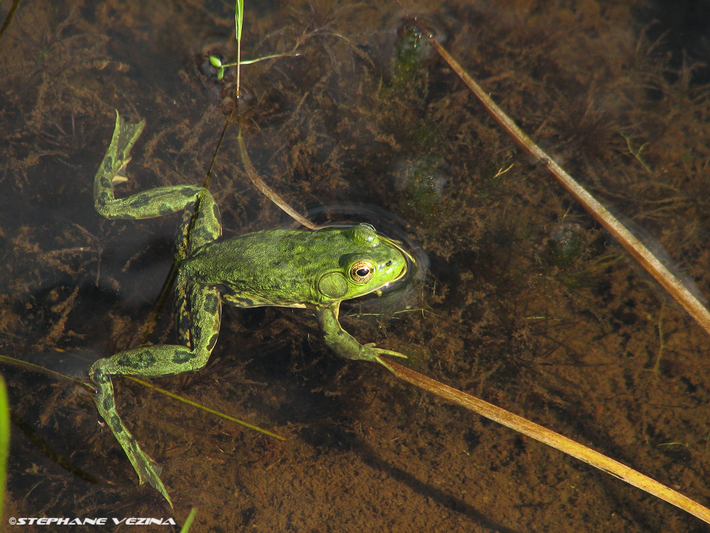 Grenouille du Nord Grenouille du Nord, Mink frog, (Lithoba… Flickr