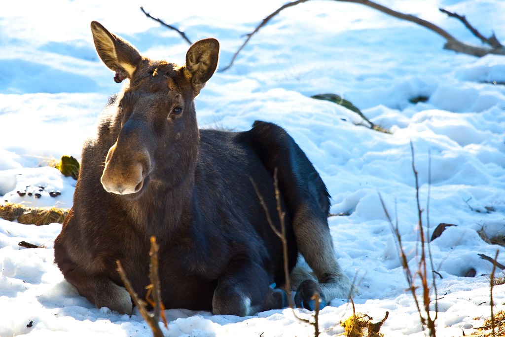 Norwegian Moose (elk) The Norwegian moose or Elg as we say… Flickr