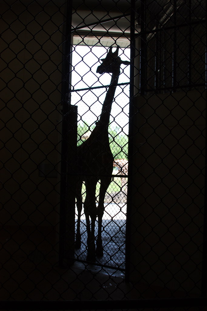 IMG_1635 Who turned off the lights? Niabi Zoo Coal Valley … Flickr