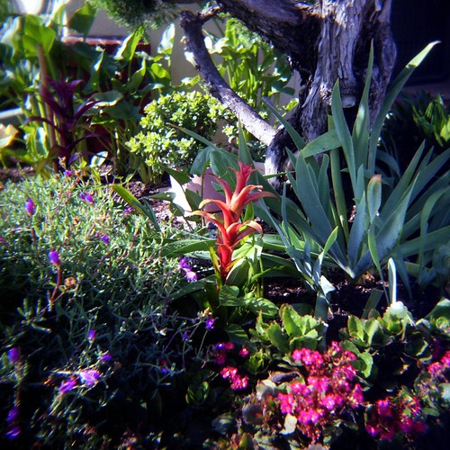 Bill's Garden my neighbor's small garden near a busy stree… Osbornb
