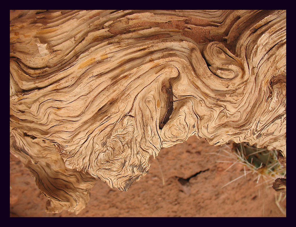 Piñion tree | taffypatches | Flickr