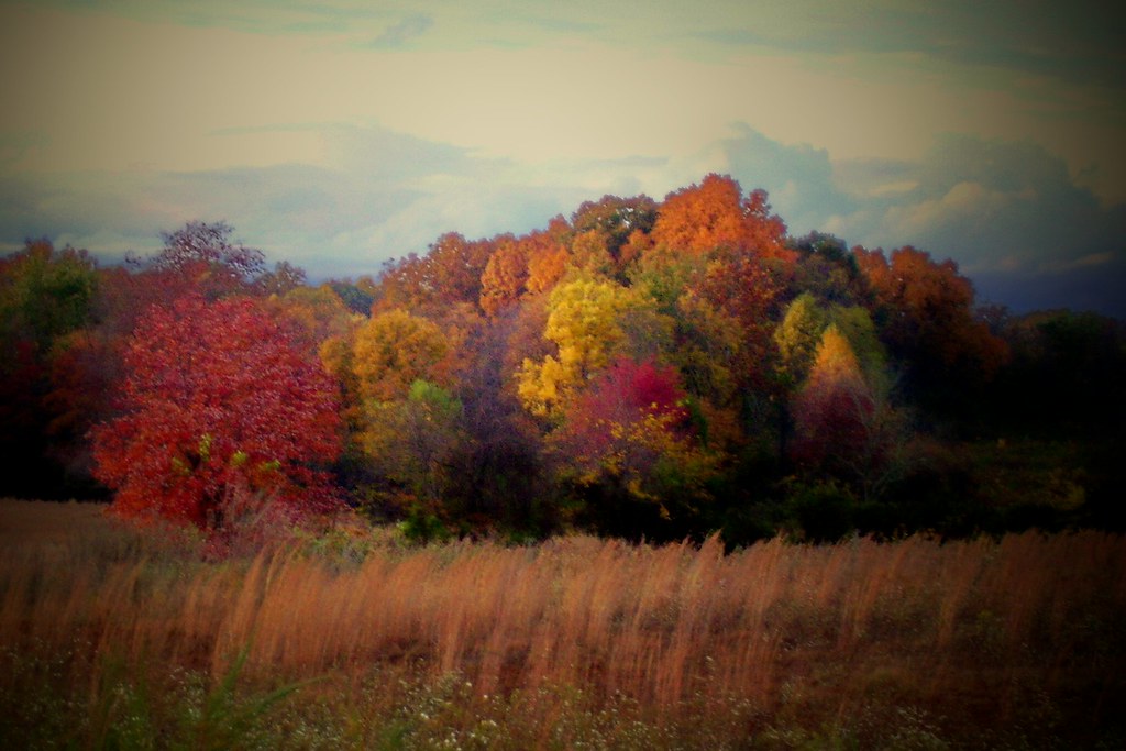 BROOMSAGE PARFAIT Culpeper County Virginia lewsviews Flickr
