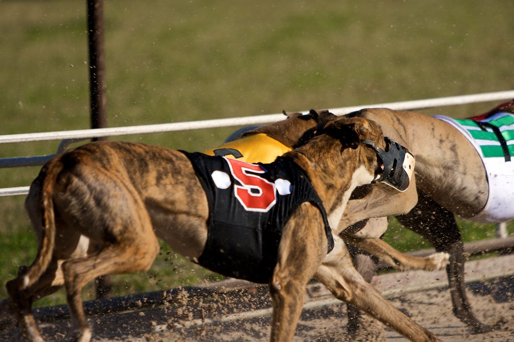 Greyhound Racing Greyhound Racing Rainer Hungershausen Flickr