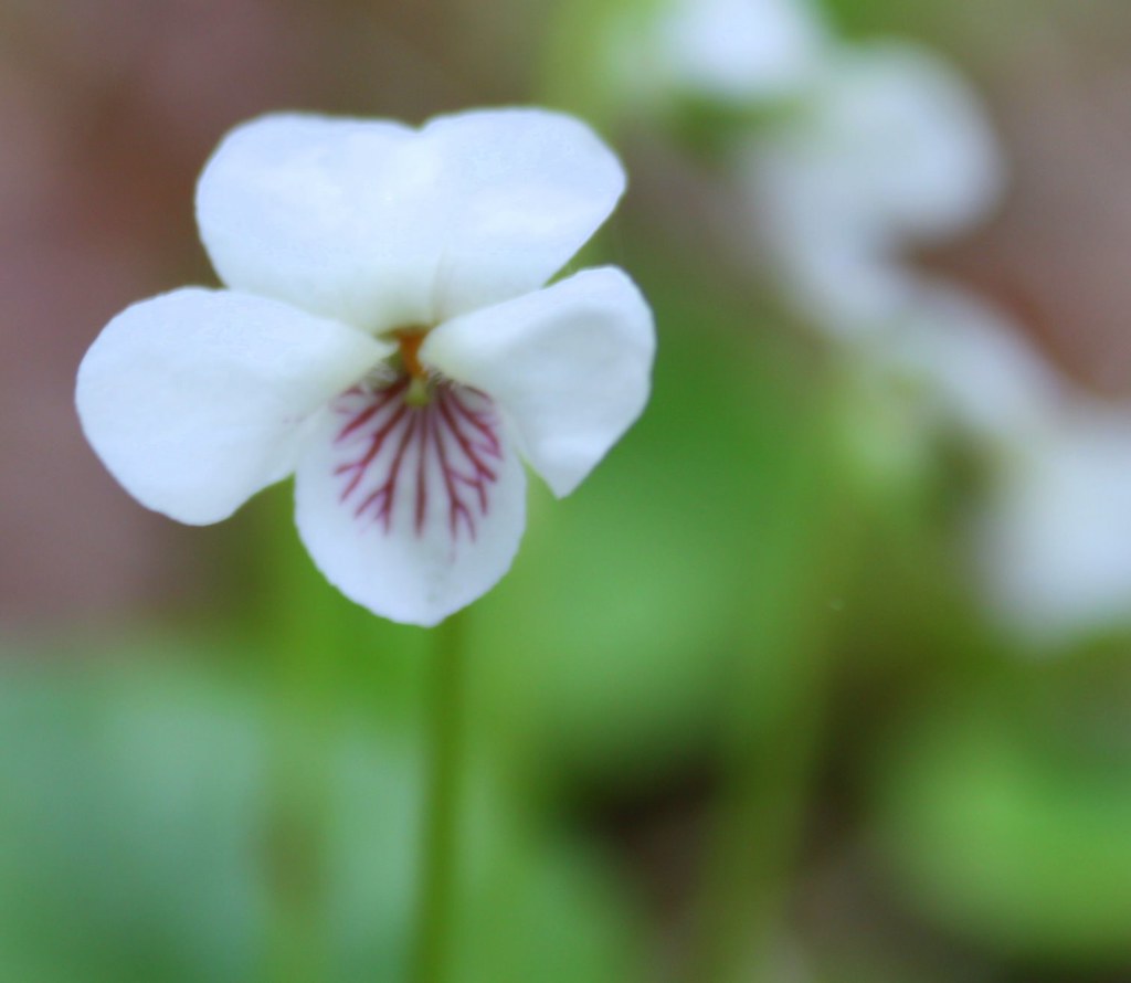 Delicate Flower Delicate Flower Glenn Euloth Flickr