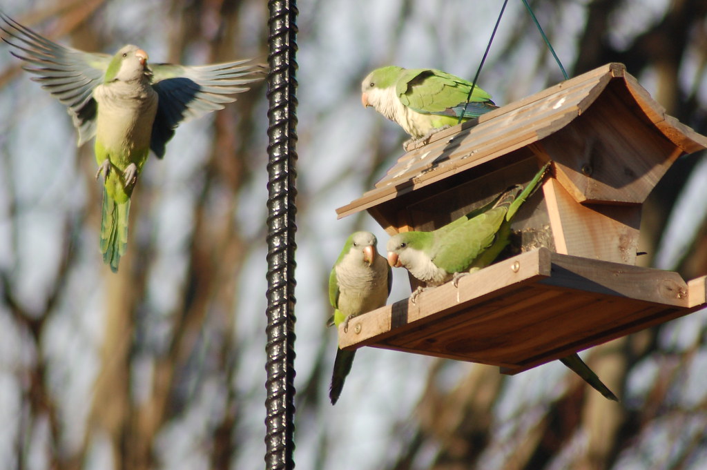 Wild Quakers at Brooklyn Bird Feeder Wild Quaker Parrots (… Flickr