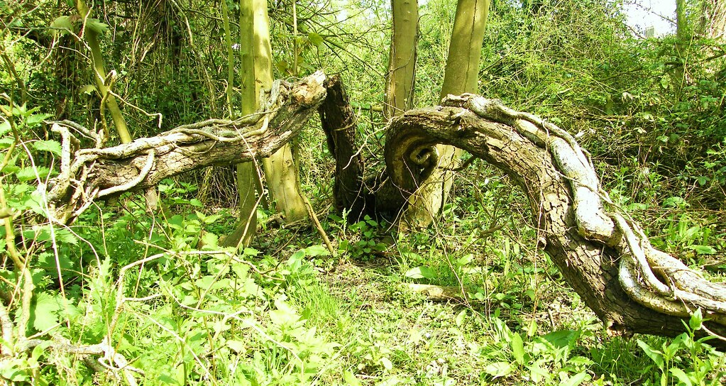 Wildlife Trusts, Norwood Road March Camb's UK.048a Flickr