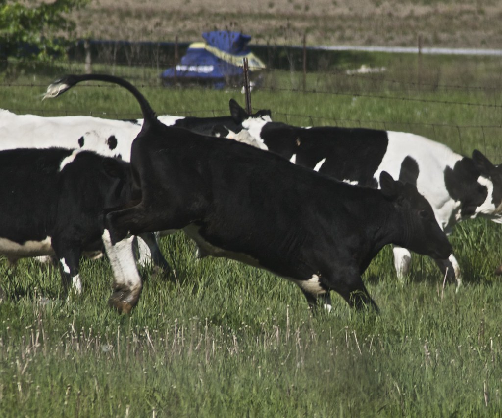 Holstein Steer Jean Flickr