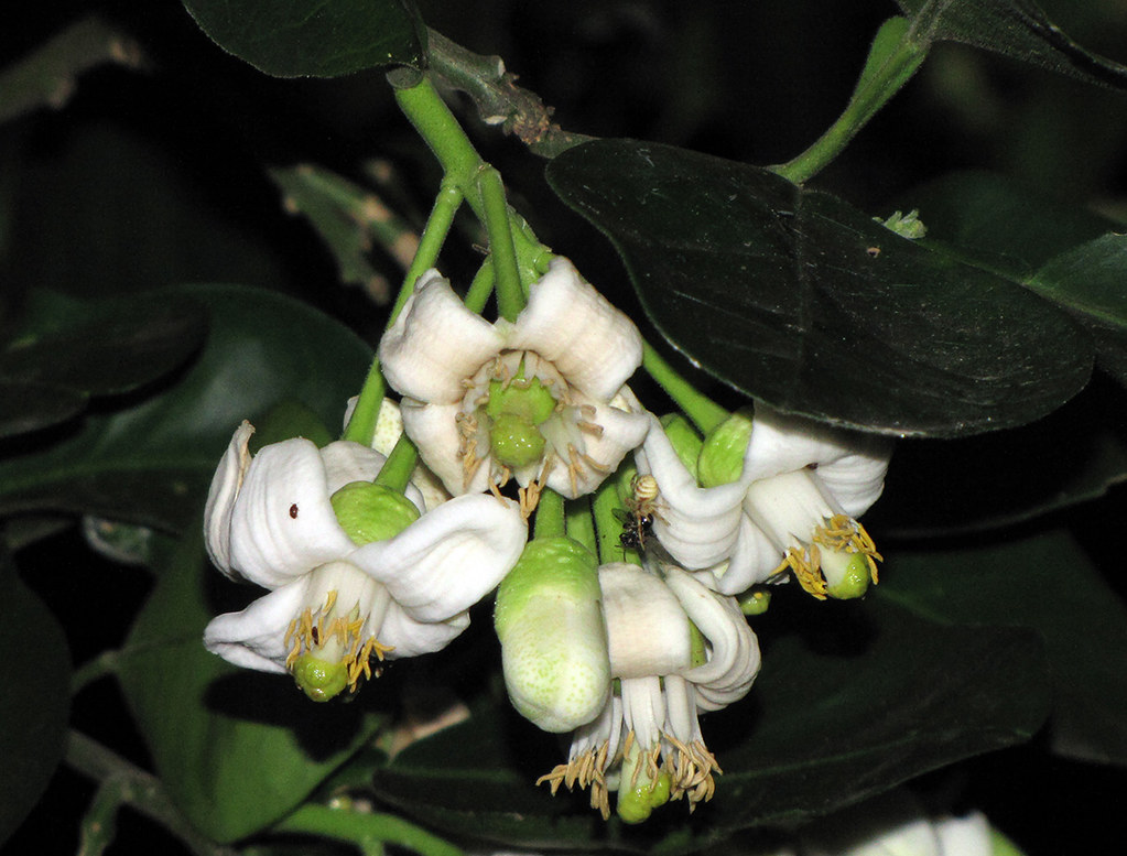 Pomelo Flowers on My Fruit Tree Today I took these flowers… Flickr