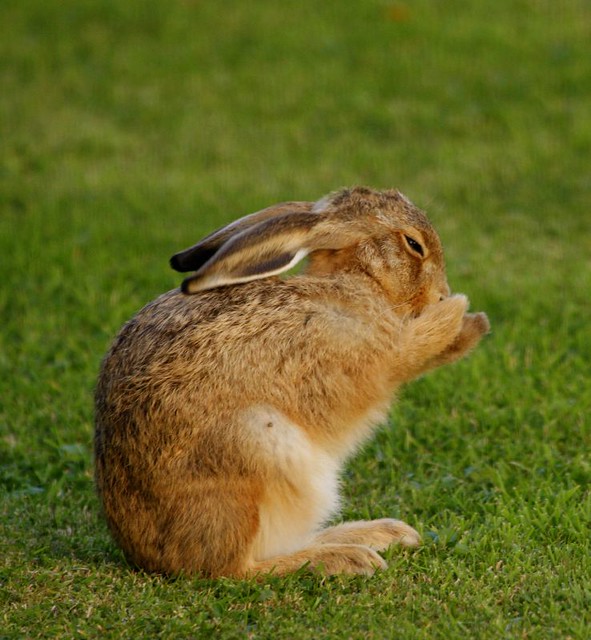 Young Hares so tame, John Hitchings Flickr