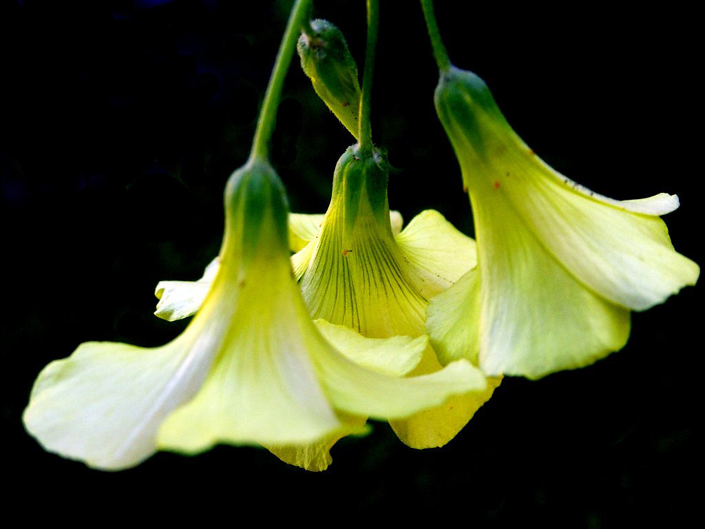 Yellow bells I am back finally and must admit I missed you… Flickr