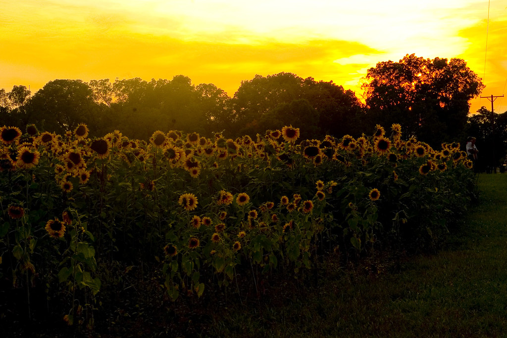 Golden Sunflowers in Yellow Springs, Ohio Brian Glass Flickr