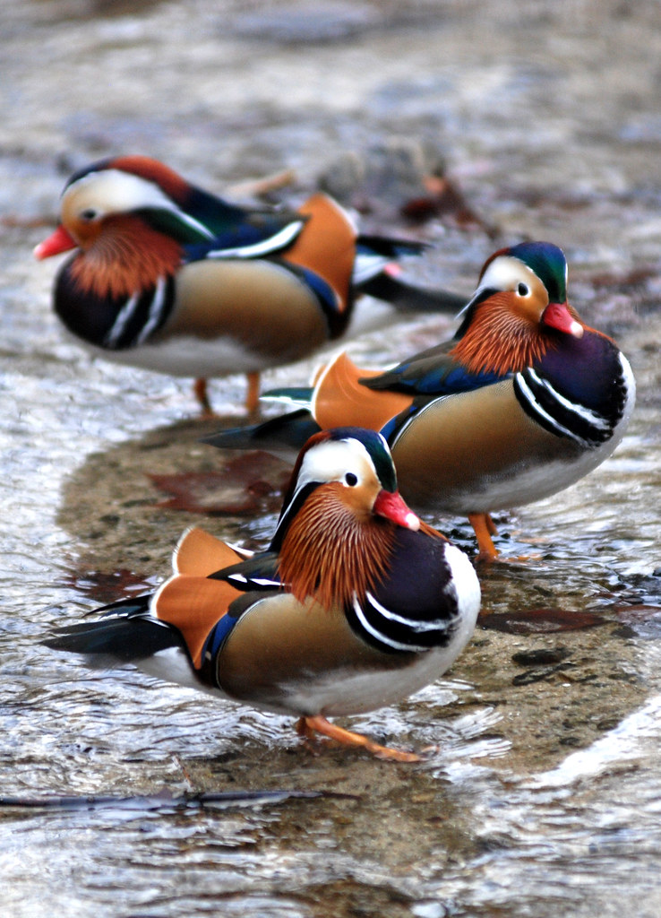 Mandarin duck mandarin duck everland.korea IN CHERL KIM Flickr