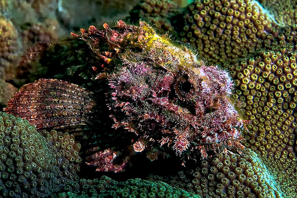 Poison Rock Fish ©jnhPhoto Artfully Giving™️LLC, (over 6M guest