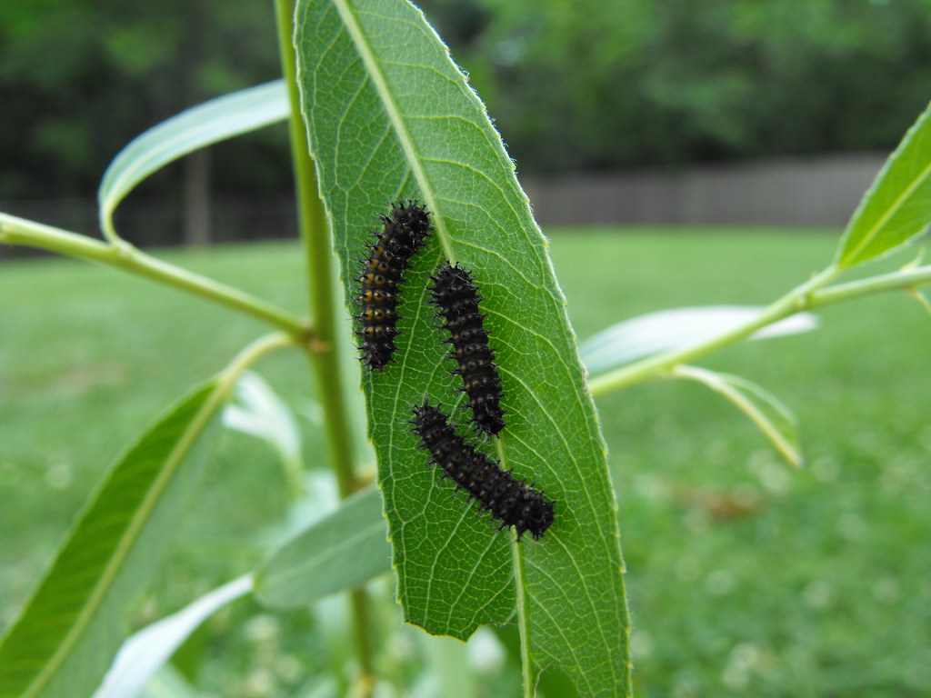Baby 1st instar cecropia moth caterpillars These 4 day old… Flickr