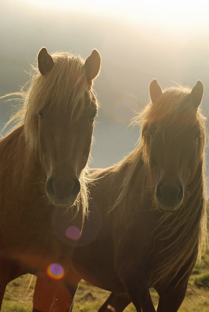 Icelandic Horse Icelandic Horse. Near Lake Hop, north Icel… Neil D