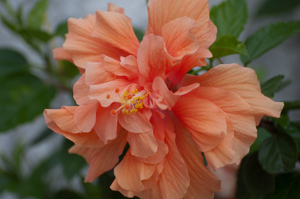 hibiscus Cape Harbor Inn ilze long Flickr