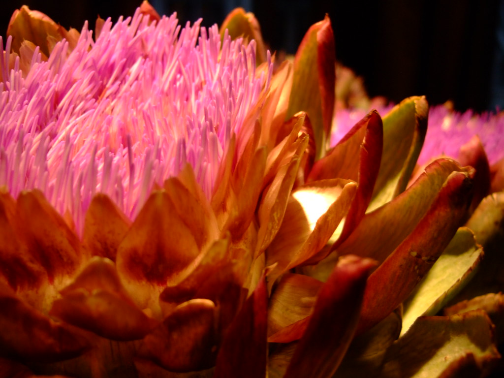 Artichoke flowers Hotel Arts changes their flower arrangem… Flickr