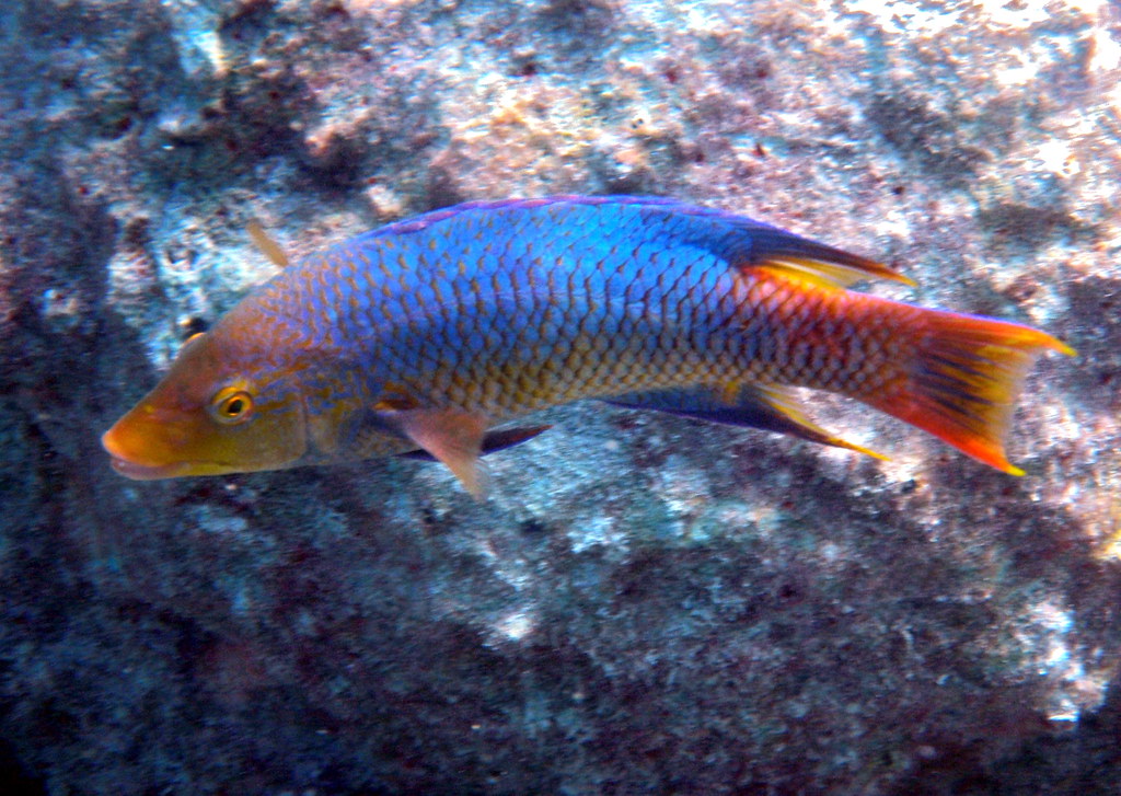 Spanish Hogfish Bodianus rufus. Nassau, Bahamas Tom Hatcher Flickr