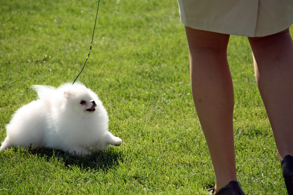 White Pomeranian. The 2009 dog show at the Walla Walla Poi… Flickr