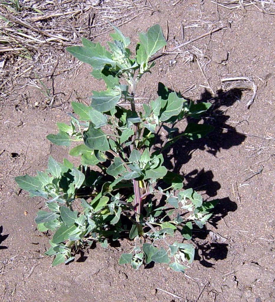 Lamb's Quarters in El Cajon See Flickr