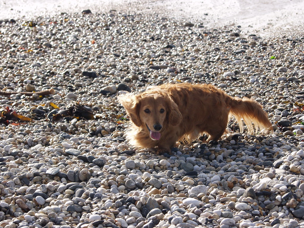 Henry in Cornwall Henry in Cornwall sollybarnaby Flickr