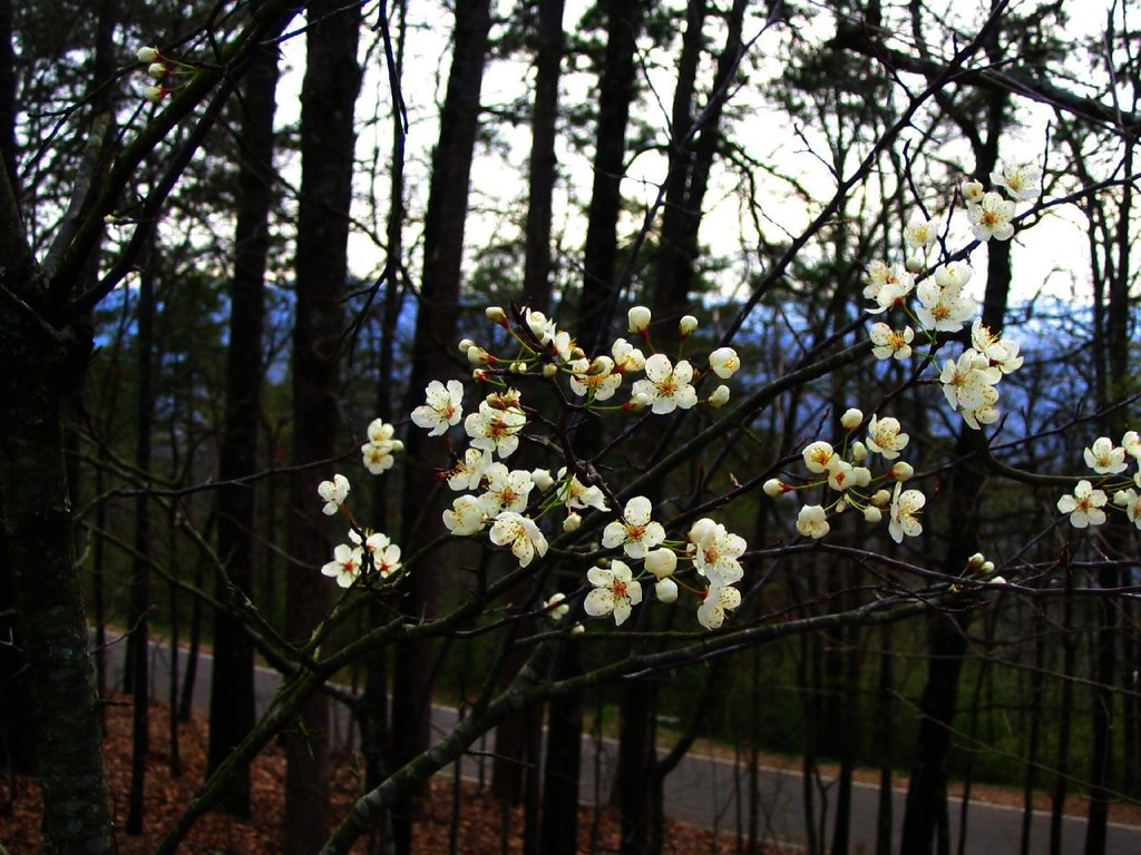 Blossoms in Hot Springs National Park, Arkansas The early … Flickr