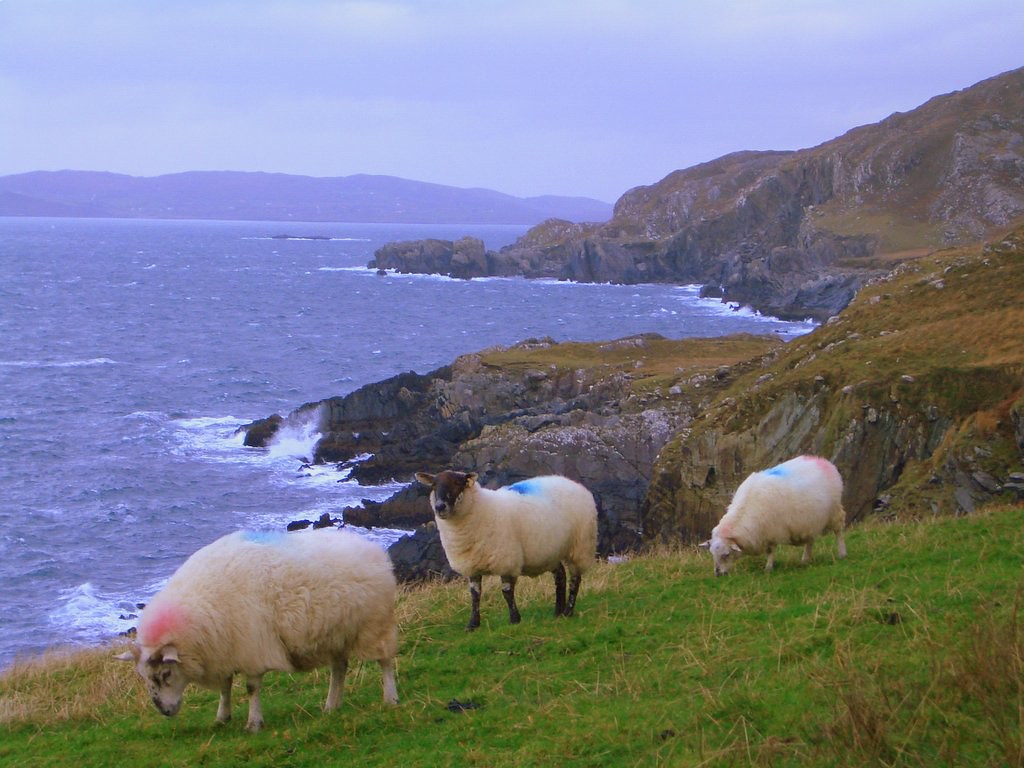 Ireland The farmers all mark their sheep with spray paint … Flickr