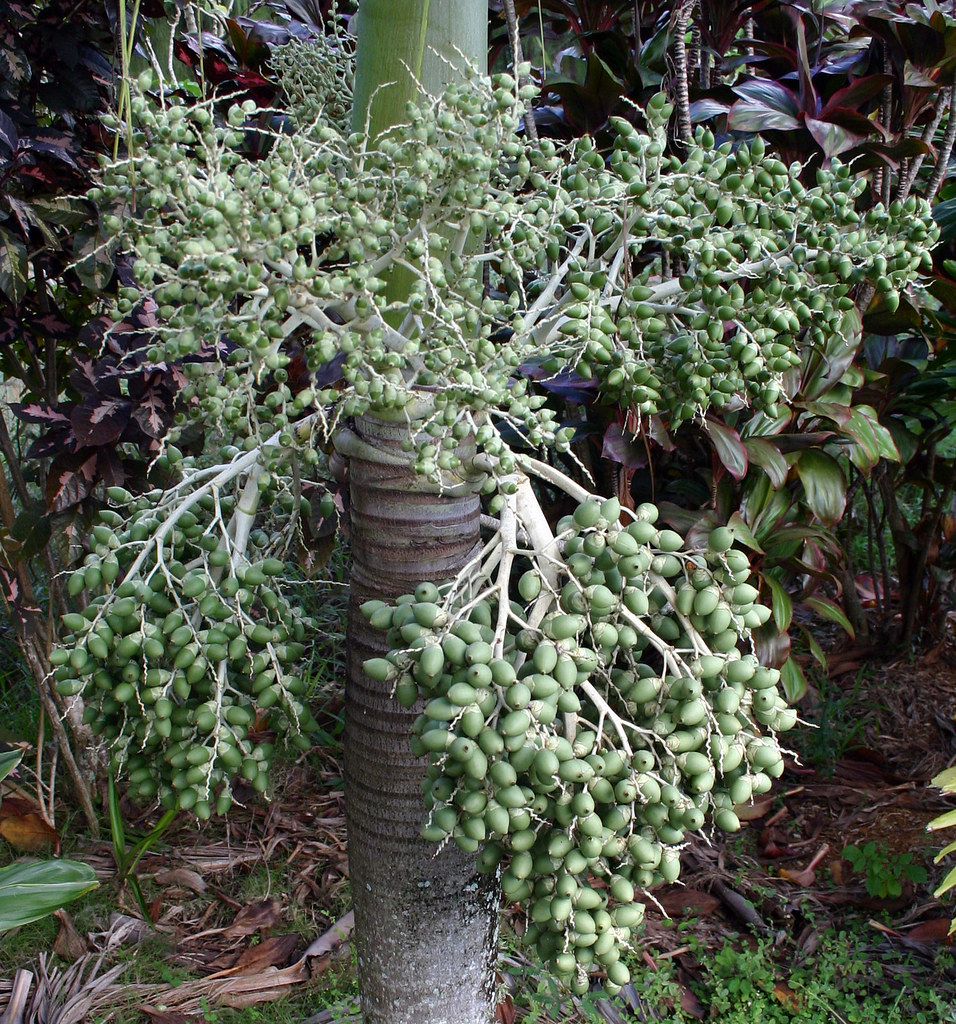 Manila Palm Seed Also called Christmas palm, the Manila pa… Flickr