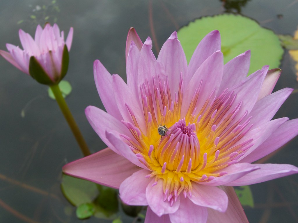 Smell The Colors! This water lily smells as beautiful as i… Kaushal