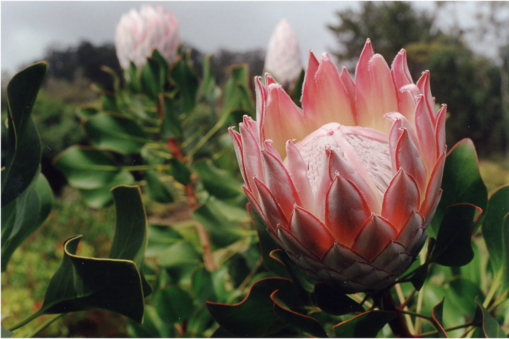 King Protea (open) King Protea flowers are grown on Maui i… Flickr
