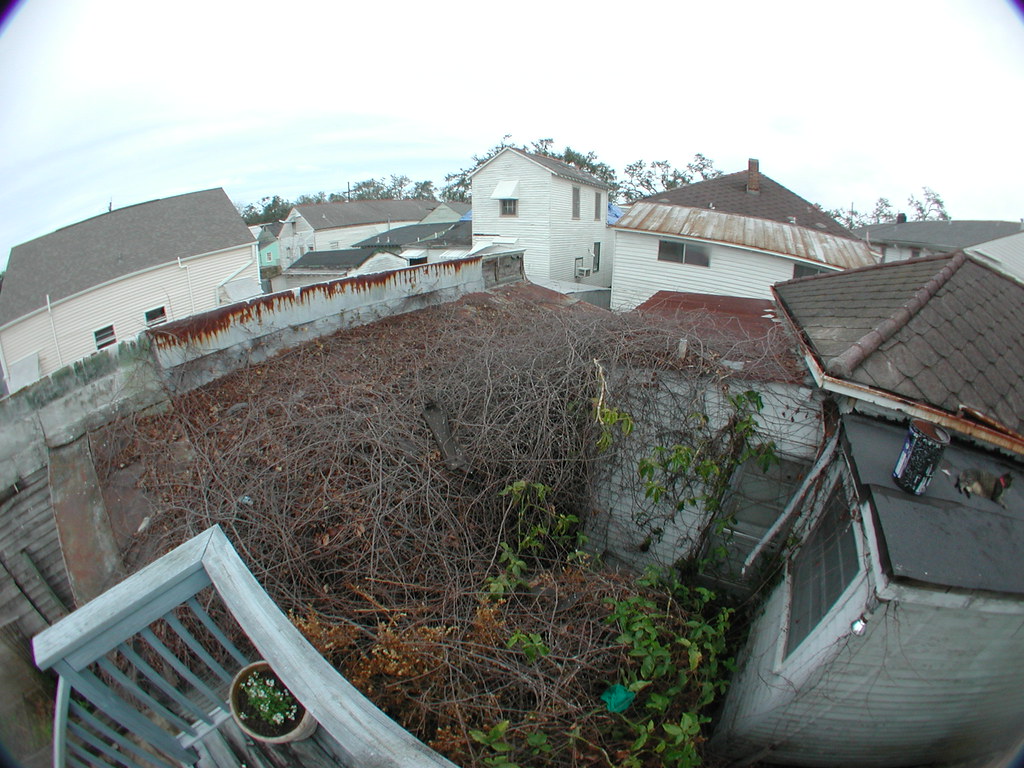 Bramble Overview There's a huge grapevine bramble in back … Flickr