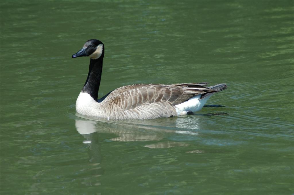 Canadian Goose Canadian Goose taking a swim Porch Dog Flickr
